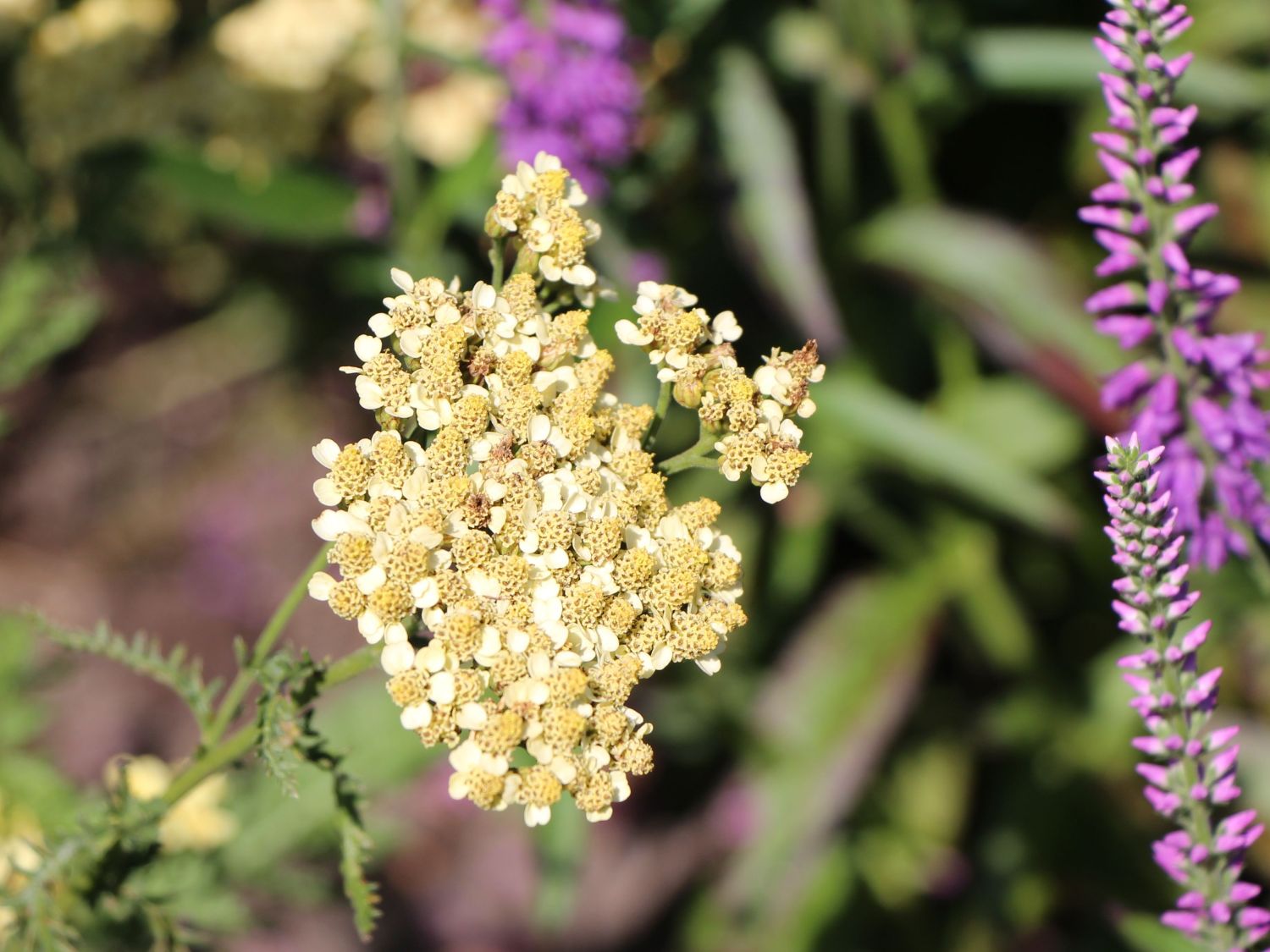 Schafgarbe 'Ovation' ®