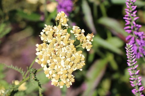 Schafgarbe 'Ovation' ® - Achillea millefolium 'Ovation' ®