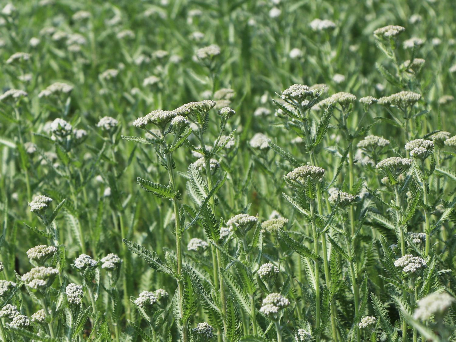 Schafgarbe 'Safran' - Achillea millefolium 'Safran'