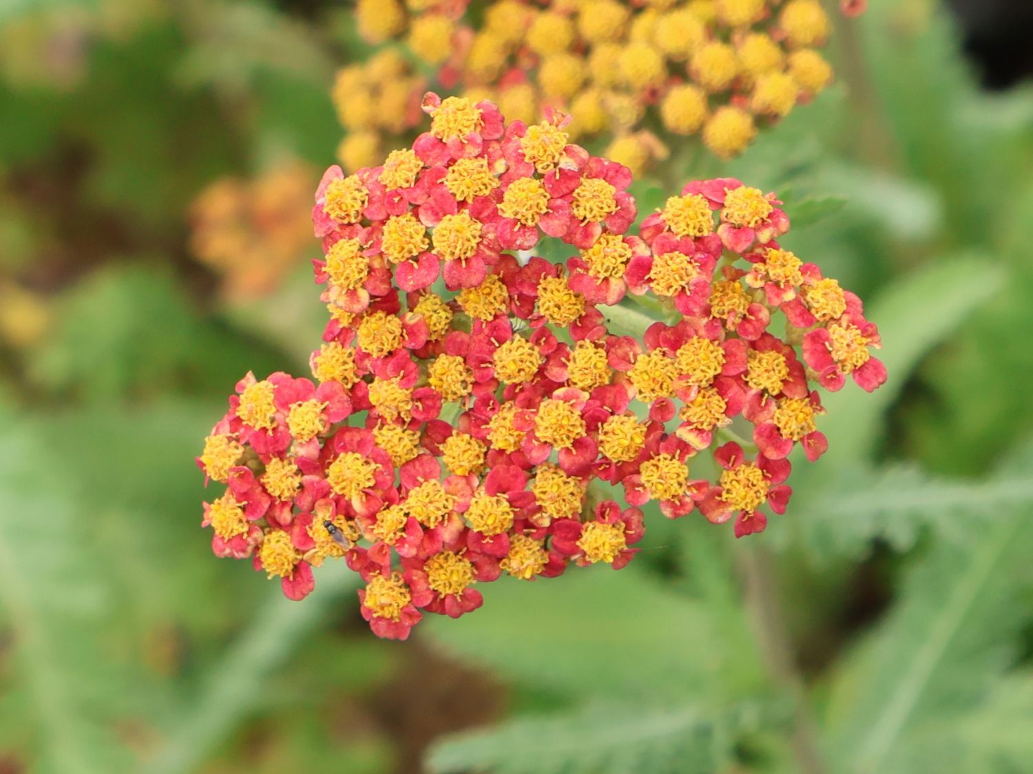 Schafgarbe 'Safran' - Achillea millefolium 'Safran'
