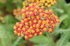 Schafgarbe 'Safran' - Achillea millefolium 'Safran'