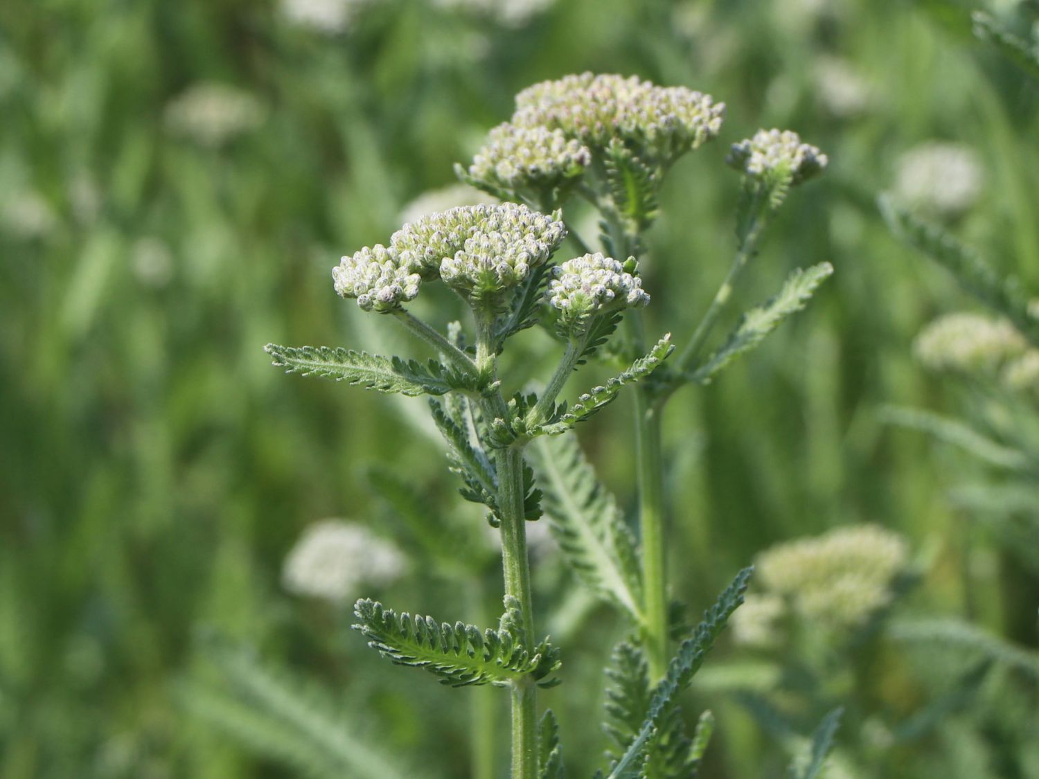 Schafgarbe 'Safran' - Achillea millefolium 'Safran'