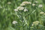 Schafgarbe 'Safran' - Achillea millefolium 'Safran'
