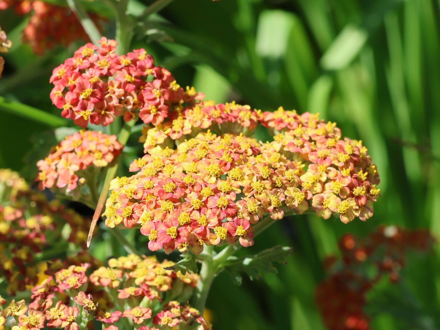 Schafgarbe 'Safran' - Achillea millefolium 'Safran'