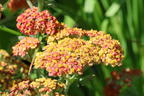 Schafgarbe 'Safran' - Achillea millefolium 'Safran'