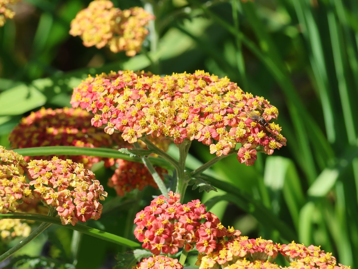 Schafgarbe 'Safran' - Achillea millefolium 'Safran'