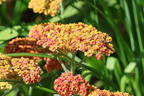 Schafgarbe 'Safran' - Achillea millefolium 'Safran'