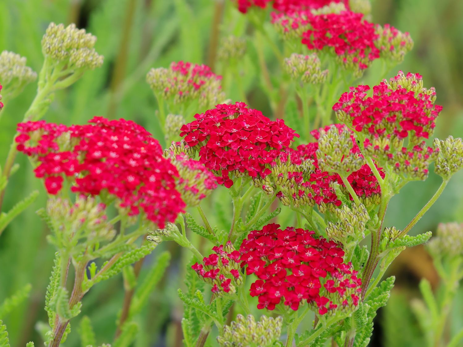 Schafgarbe 'Sammetriese' - Achillea millefolium 'Sammetriese'