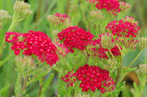 Schafgarbe 'Sammetriese' - Achillea millefolium 'Sammetriese'