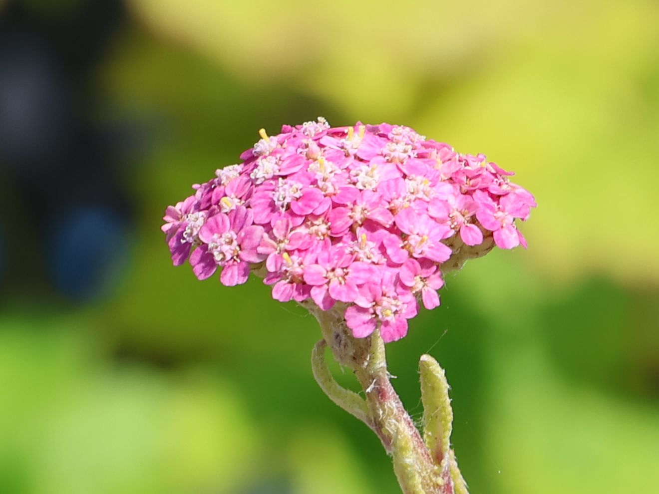 Schafgarbe 'Summer Pastels' - Achillea millefolium 'Summer Pastels'