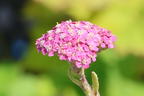 Schafgarbe 'Summer Pastels' - Achillea millefolium 'Summer Pastels'