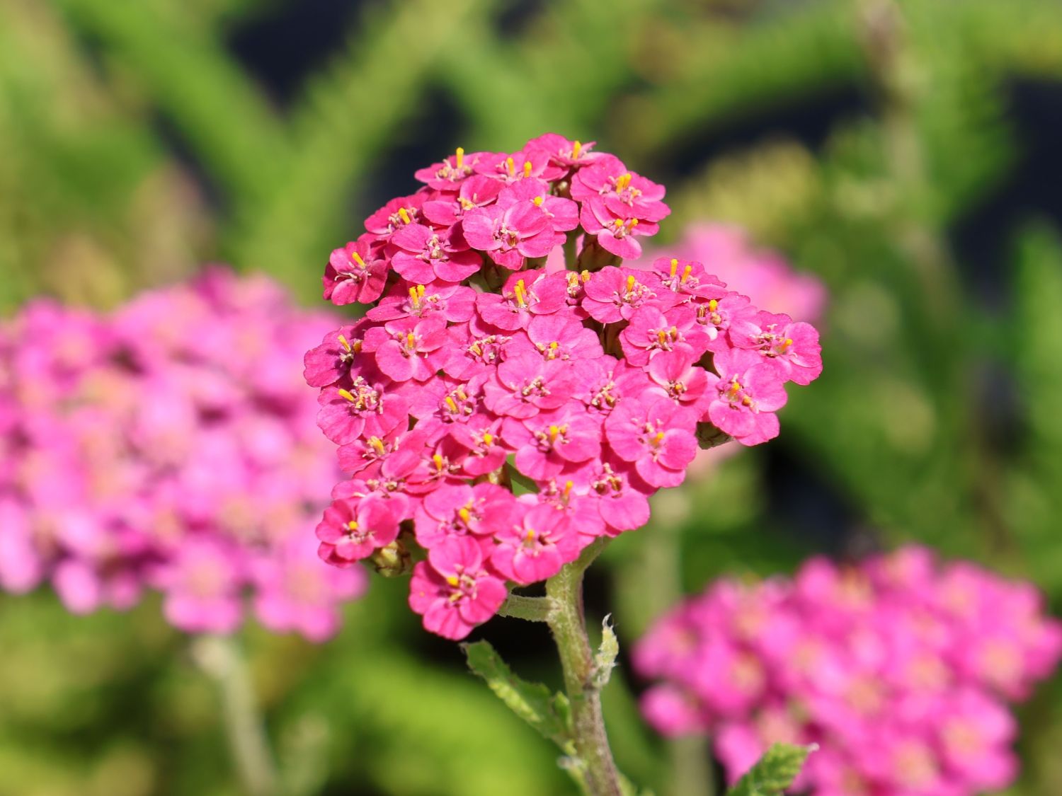Schafgarbe 'Summer Pastels' - Achillea millefolium 'Summer Pastels'