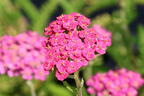 Schafgarbe 'Summer Pastels' - Achillea millefolium 'Summer Pastels'