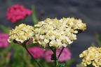 Schafgarbe 'Summer Pastels' - Achillea millefolium 'Summer Pastels'