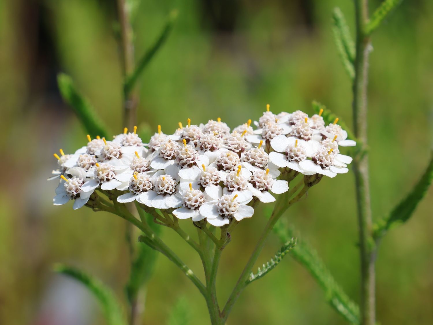 Schafgarbe 'Summer Pastels' - Achillea millefolium 'Summer Pastels'