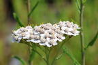 Schafgarbe 'Summer Pastels' - Achillea millefolium 'Summer Pastels'