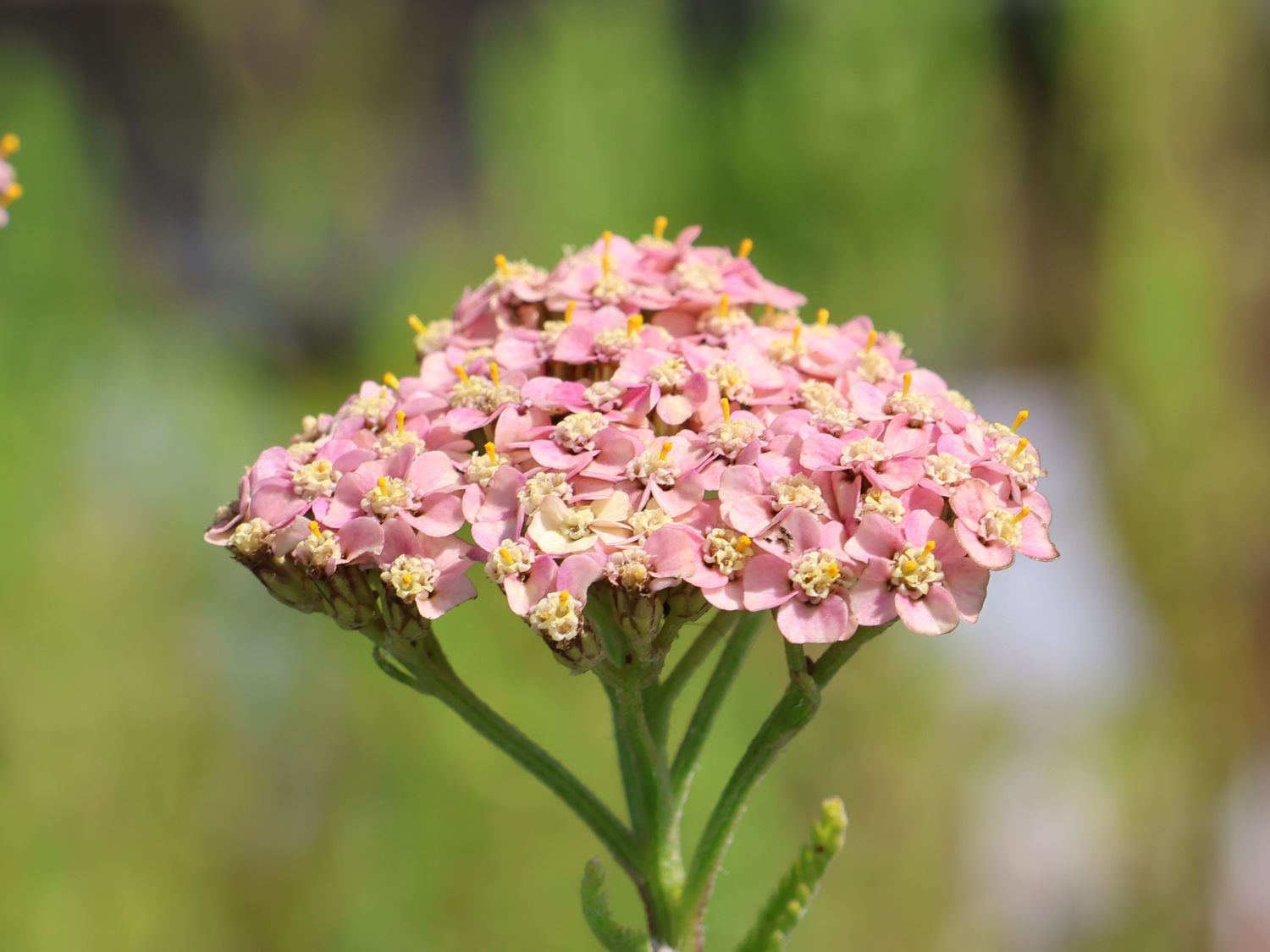 Schafgarbe 'Summer Pastels' - Achillea millefolium 'Summer Pastels'