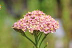 Schafgarbe 'Summer Pastels' - Achillea millefolium 'Summer Pastels'