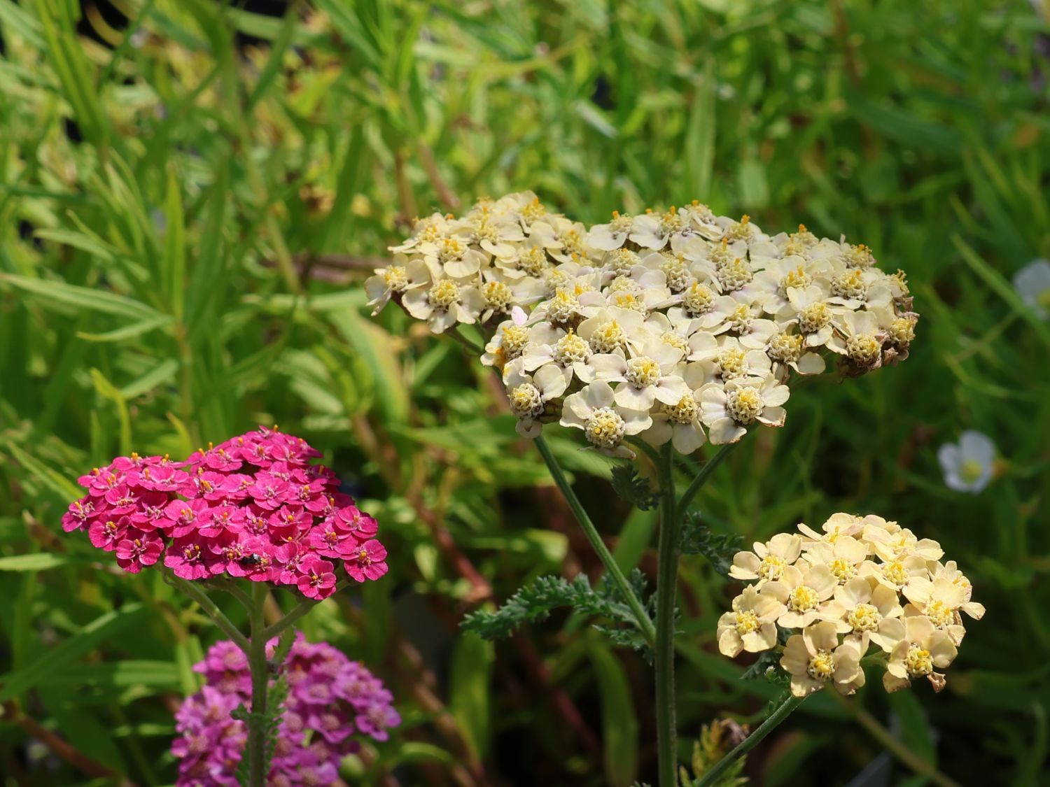 Schafgarbe 'Summer Pastels' - Achillea millefolium 'Summer Pastels'