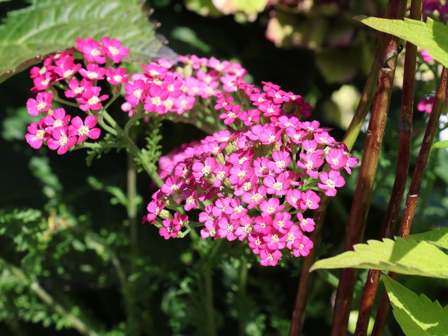 Schafgarbe 'Summerwine'