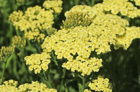 Schafgarbe 'Sunny Seduction' - Achillea millefolium 'Sunny Seduction'