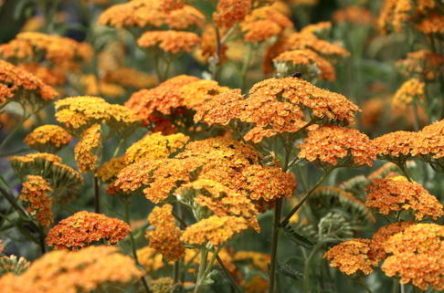 Schafgarbe 'Terracotta' - Achillea millefolium 'Terracotta'