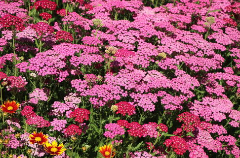 Schafgarbe 'Tutti Frutti Pink Grapefruit' - Achillea millefolium 'Tutti Frutti Pink Grapefruit'