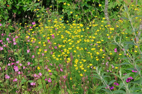 Scharfer Hahnenfuß - Ranunculus acris