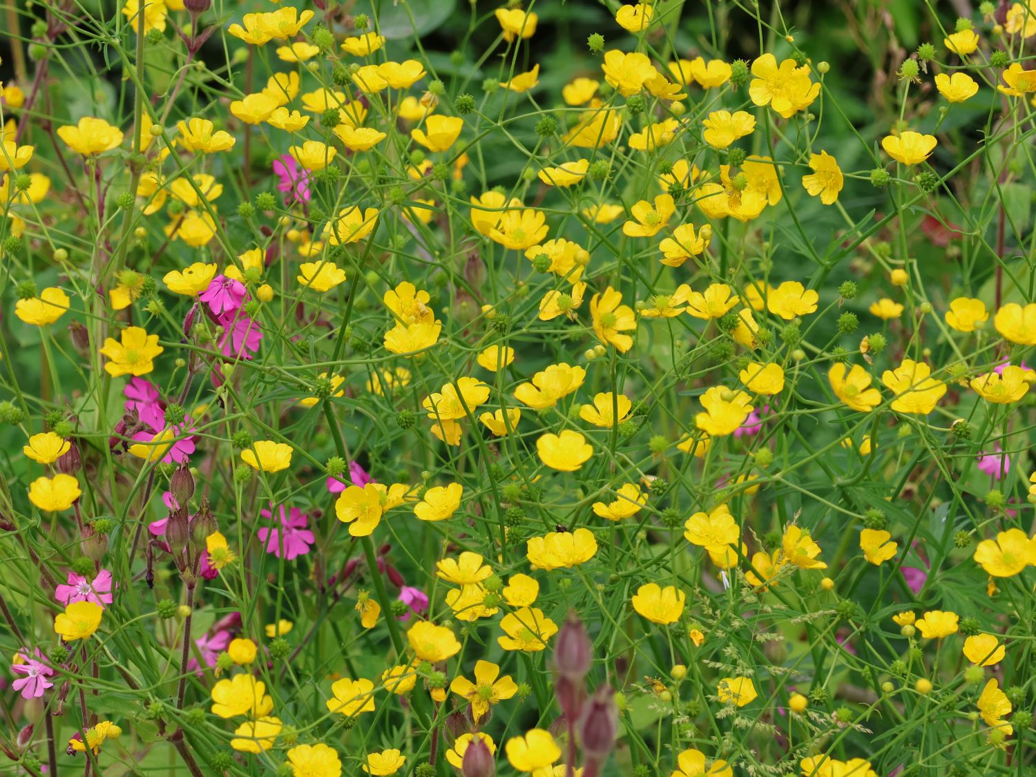 Scharfer Hahnenfuß - Ranunculus acris