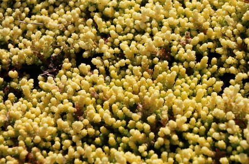 Scharfer Mauerpfeffer 'Aureum Gold' - Sedum acre 'Aureum Gold'