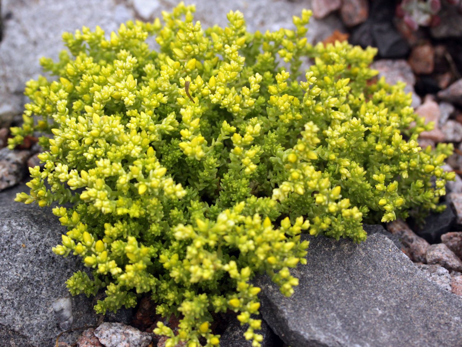 Scharfer Mauerpfeffer 'Elegans' - Sedum acre 'Elegans'