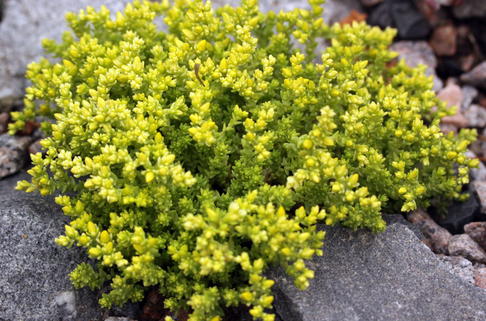 Scharfer Mauerpfeffer 'Elegans' - Sedum acre 'Elegans'