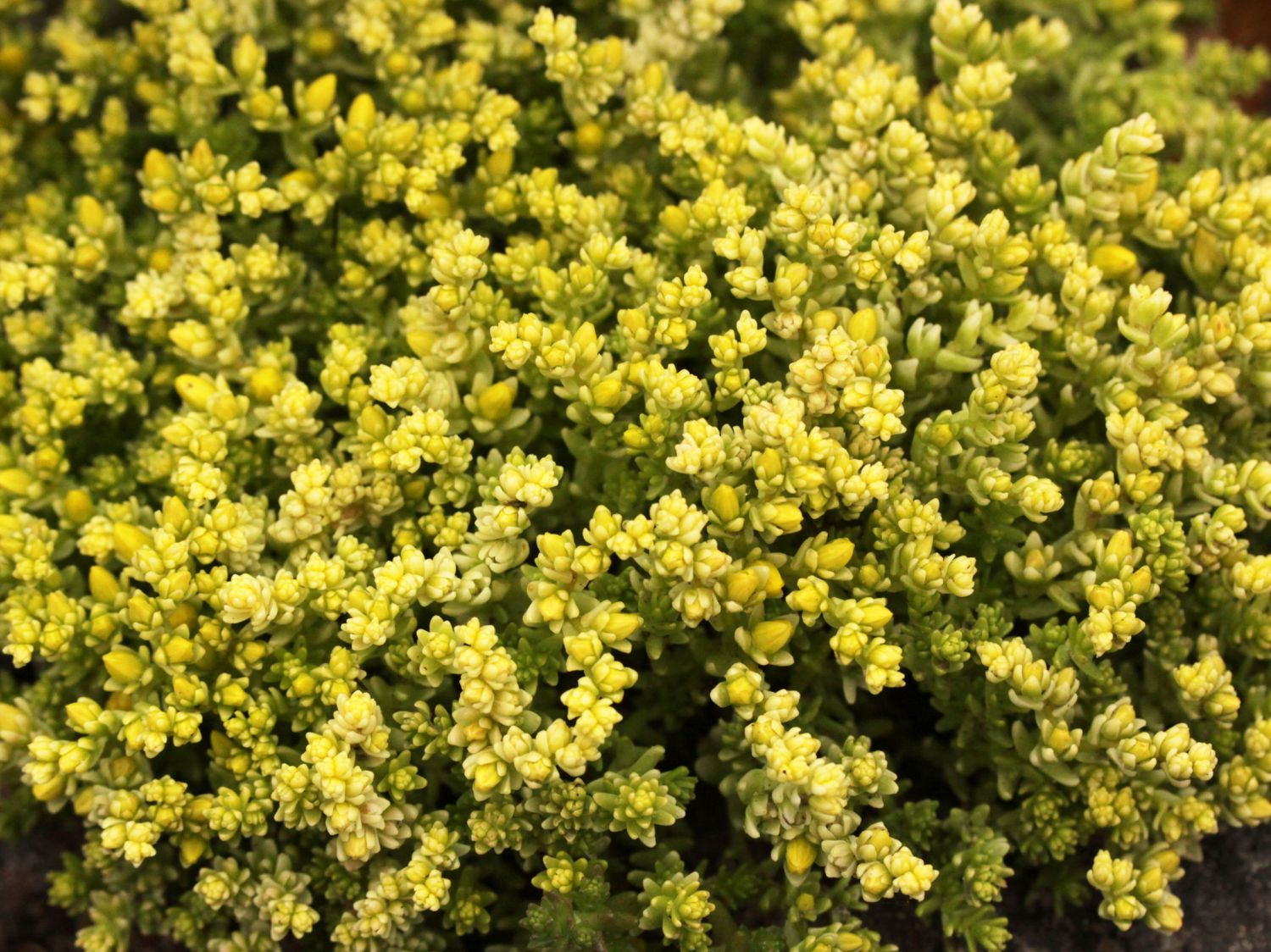 Scharfer Mauerpfeffer 'Elegans' - Sedum acre 'Elegans'
