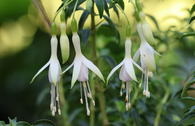 Scharlach-Fuchsie 'Hawkshead'