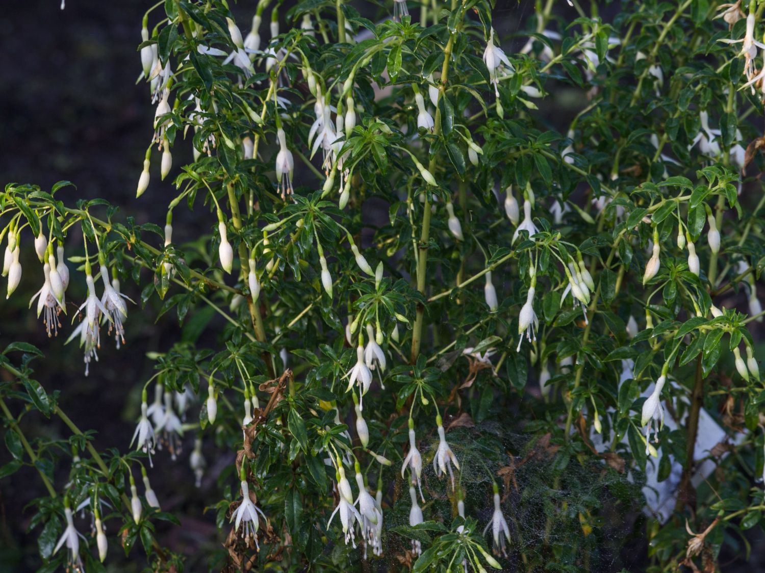 Scharlach-Fuchsie 'Hawkshead' - Fuchsia magellanica 'Hawkshead'