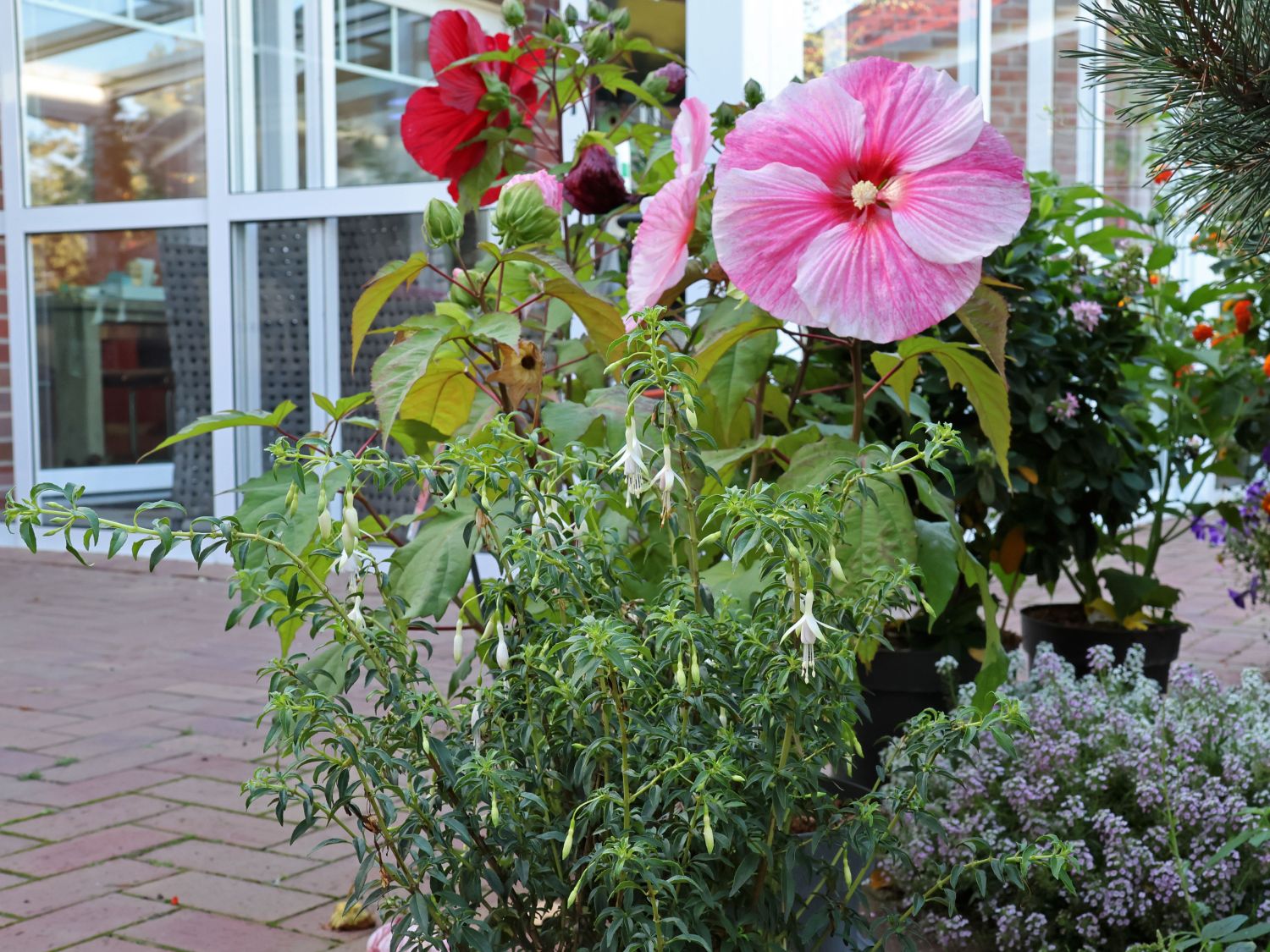 Scharlach-Fuchsie 'Hawkshead' - Fuchsia magellanica 'Hawkshead'