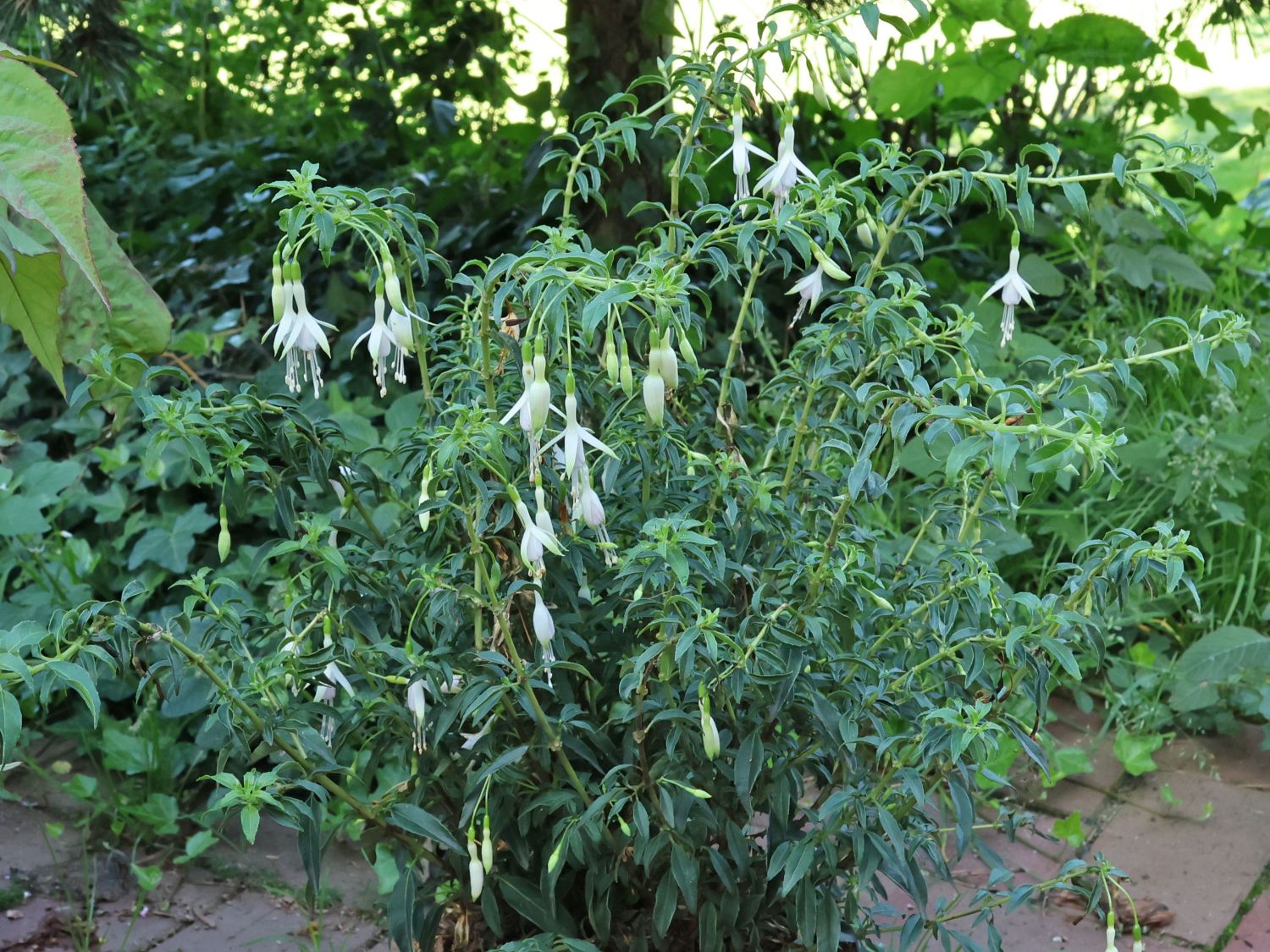 Scharlach-Fuchsie 'Hawkshead' - Fuchsia magellanica 'Hawkshead'