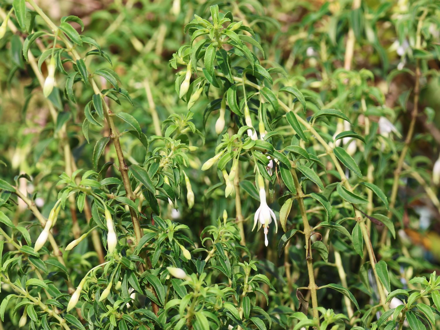 Scharlach-Fuchsie 'Hawkshead' - Fuchsia magellanica 'Hawkshead'