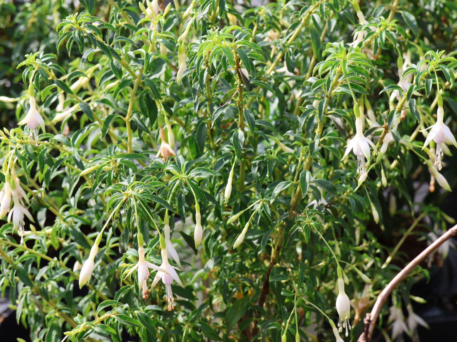 Scharlach-Fuchsie 'Hawkshead' - Fuchsia magellanica 'Hawkshead'