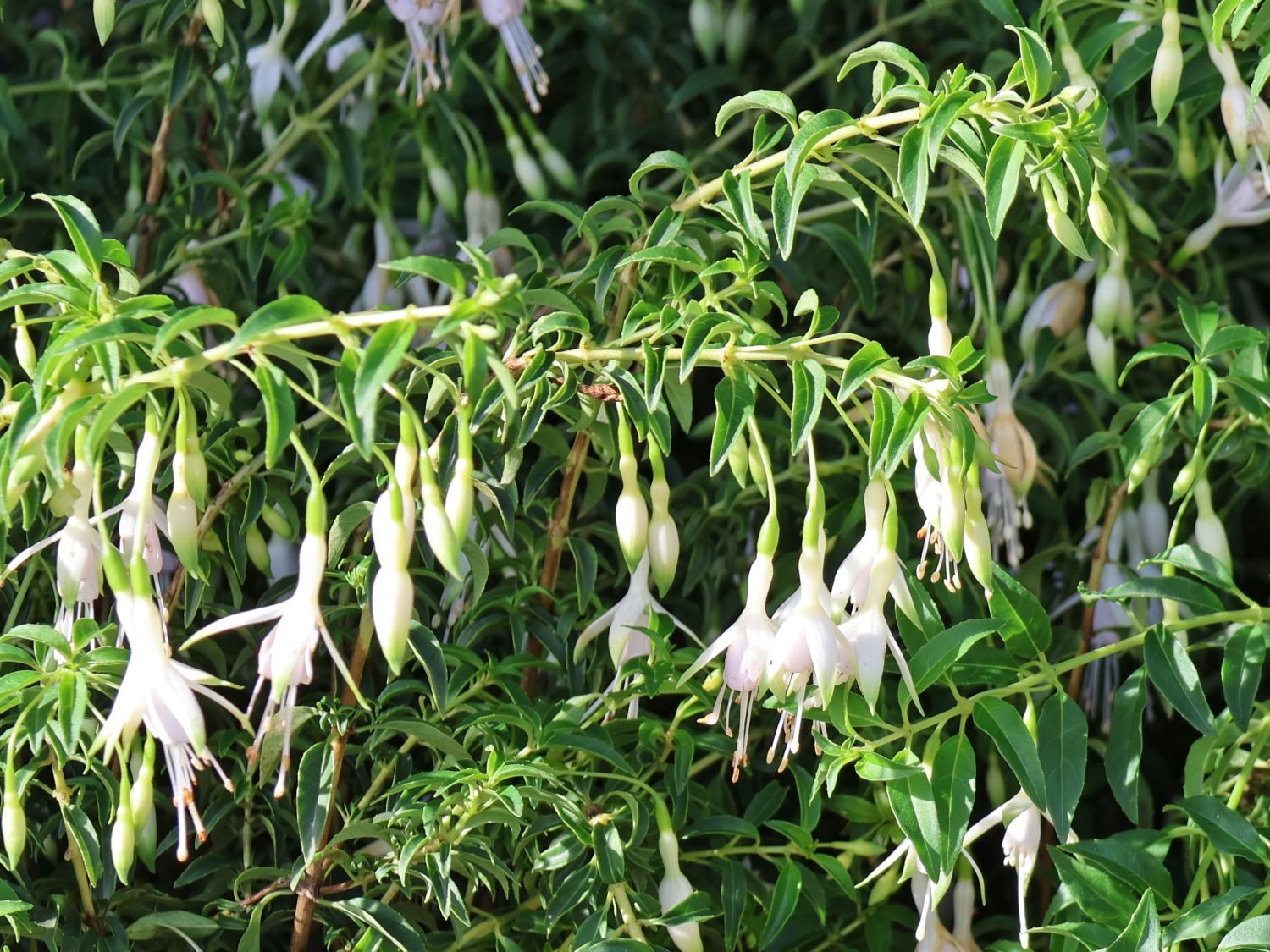 Scharlach-Fuchsie 'Hawkshead' - Fuchsia magellanica 'Hawkshead'