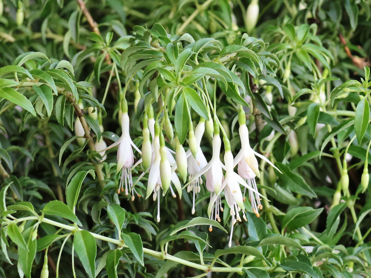 Scharlach-Fuchsie 'Hawkshead' - Fuchsia magellanica 'Hawkshead'