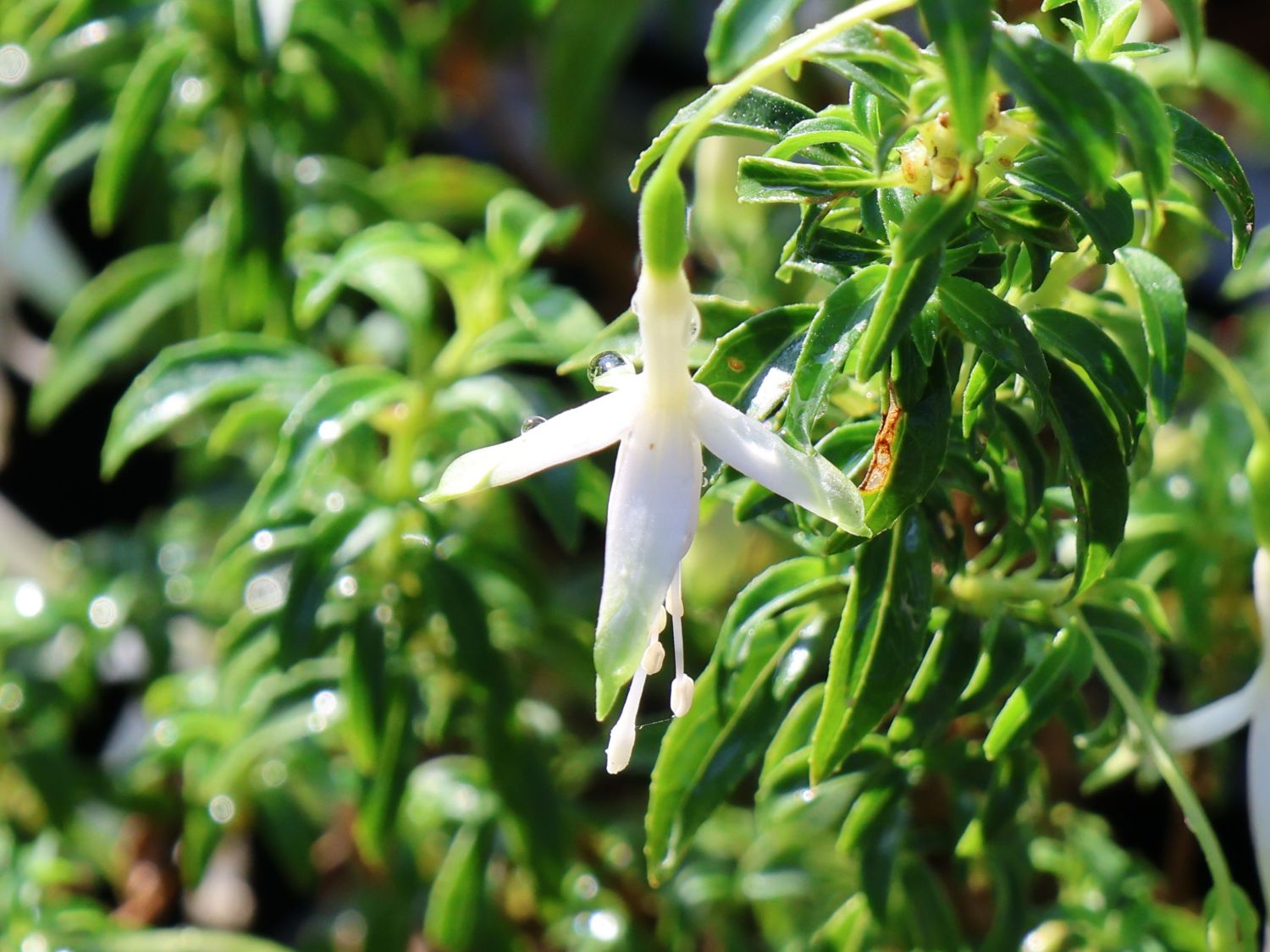 Scharlach-Fuchsie 'Hawkshead' - Fuchsia magellanica 'Hawkshead'