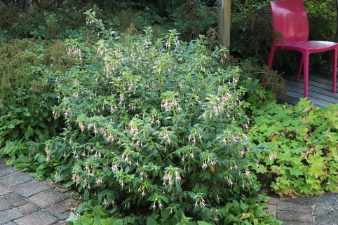 Scharlach-Fuchsie 'White Knight's Pearl' - Fuchsia x cultorum 'White Knight's Pearl'