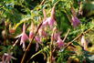 Scharlach-Fuchsie 'White Knight's Pearl' - Fuchsia x cultorum 'White Knight's Pearl'