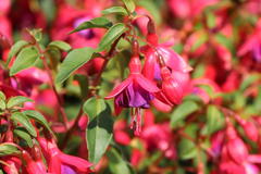Scharlach-Fuchsie / Winterharte Fuchsie 'Tom Thumb'