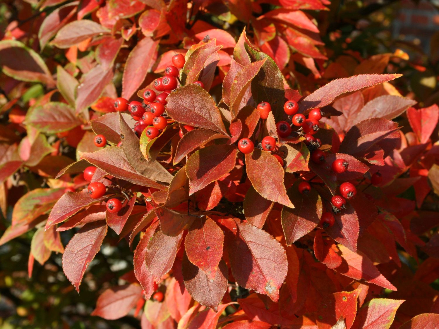 Scharlach Glanzblattmispel - Photinia villosa