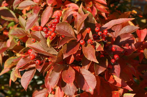 Scharlach Glanzblattmispel - Photinia villosa