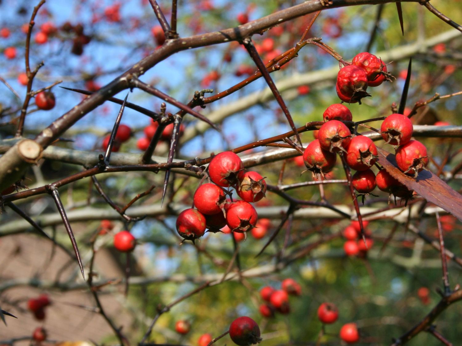 Weißdorne (Crataegus)