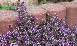 Scharlachroter Feld-Thymian 'Coccineus'