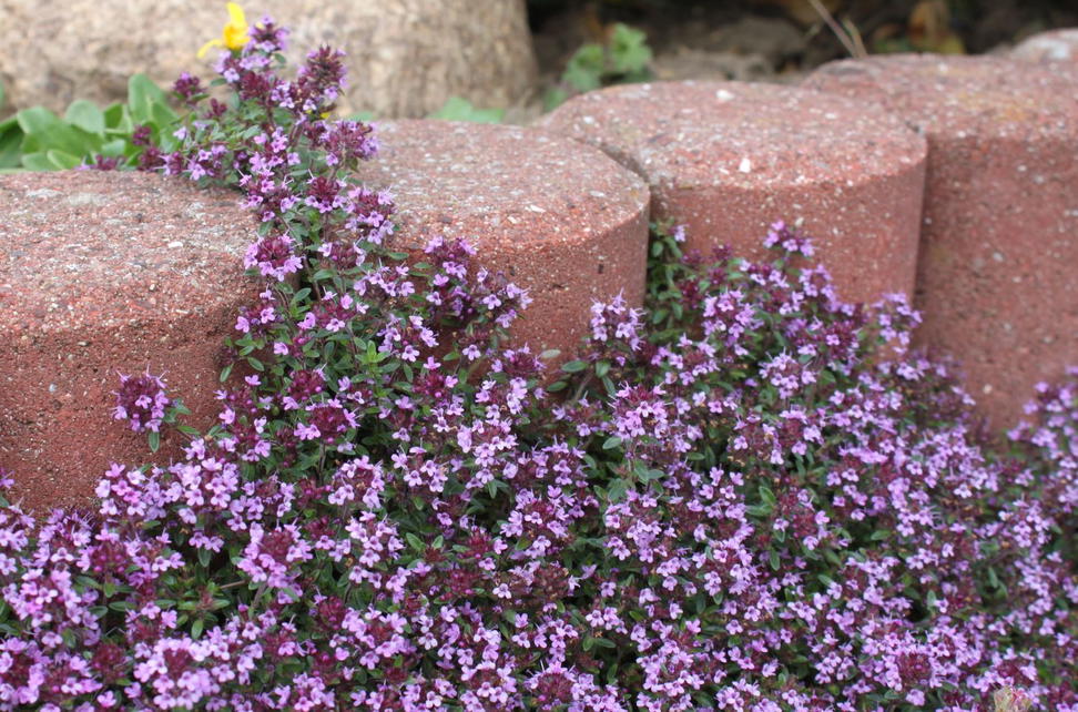 Lippenbl tler Lamiaceae Wissen Pflanzen Dieser Familie lippenbl-tler-lamiaceae-wissen-pflanzen-dieser-familie